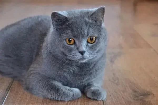 猫咪的品种繁多，以下是一些常见的品种:1
