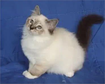 猫咪的品种繁多，以下是一些常见的品种:1