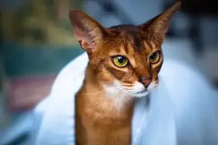 猫咪的品种繁多，以下是一些常见的品种:1