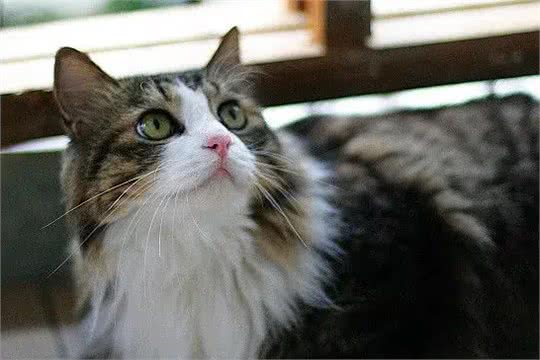 猫咪的品种繁多，以下是一些常见的品种:1