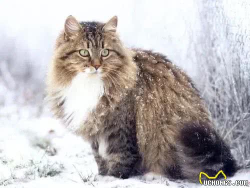 猫咪的品种繁多，以下是一些常见的品种:1