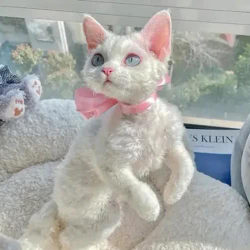 猫咪的品种繁多，以下是一些常见的品种:1