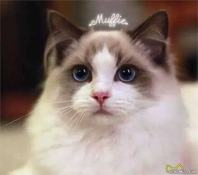 猫咪的品种繁多，以下是一些常见的品种:1