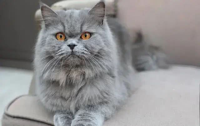 猫咪的品种繁多，以下是一些常见的品种:1