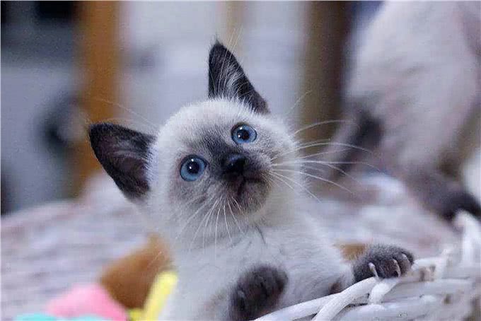 猫咪的品种繁多，以下是一些常见的品种:1