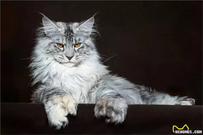 猫咪的品种繁多，以下是一些常见的品种:1