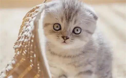 猫咪的品种繁多，以下是一些常见的品种:1