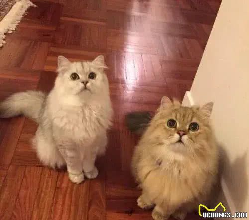 猫咪的品种繁多，以下是一些常见的品种:1