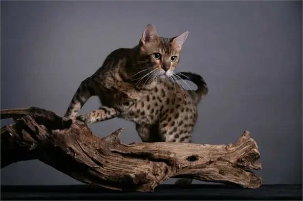 猫咪的品种繁多，以下是一些常见的品种:1