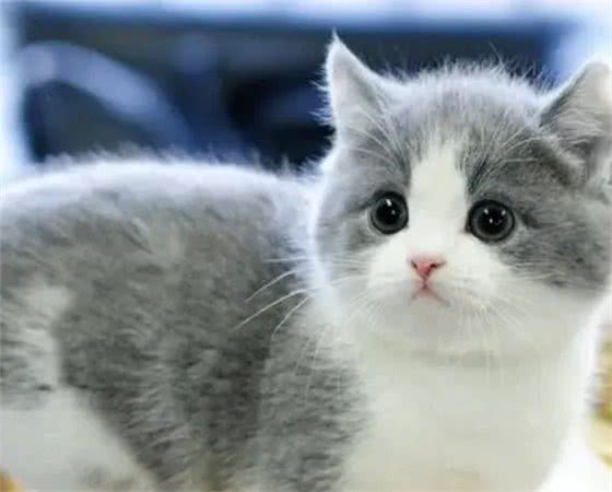 猫咪的品种繁多，以下是一些常见的品种:1