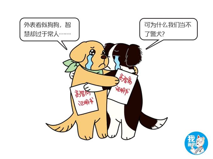 辟谣:警犬必要条件是聪明?金毛和边牧流下了委屈的泪水