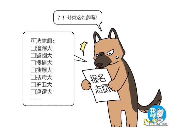辟谣:警犬必要条件是聪明?金毛和边牧流下了委屈的泪水