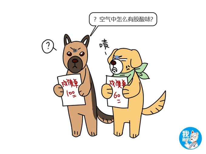 辟谣:警犬必要条件是聪明?金毛和边牧流下了委屈的泪水