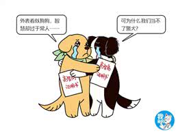 辟谣:警犬必要条件是聪明?金毛和边牧流下了委屈的泪水