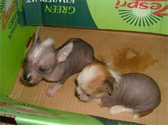 中华田园犬最另类的分支:中国冠毛犬，超霸气
