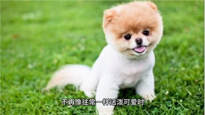 小狗无精打采，主人需细心探寻背后原因—萌宠百科