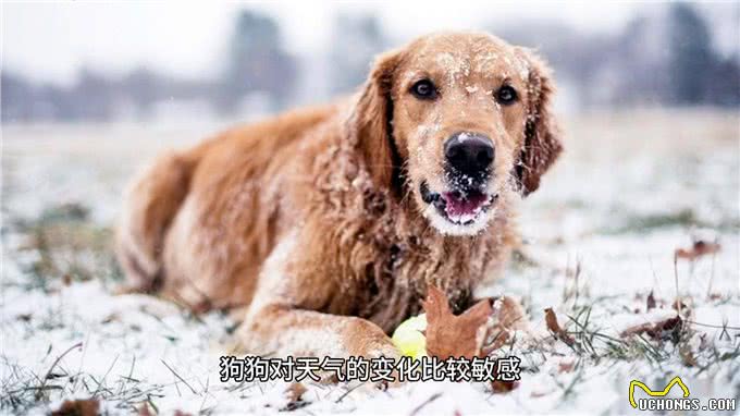 小狗无精打采，主人需细心探寻背后原因—萌宠百科