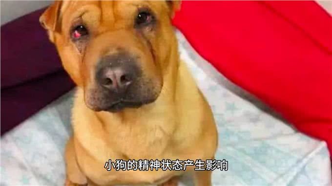 小狗无精打采，主人需细心探寻背后原因—萌宠百科