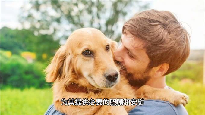 小狗无精打采，主人需细心探寻背后原因—萌宠百科