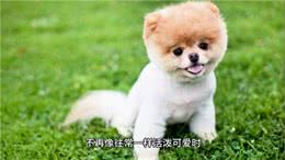 小狗无精打采，主人需细心探寻背后原因—萌宠百科