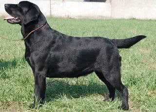 拉布拉多犬你了解多少?纯种拉拉是什么样的?