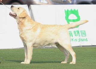 拉布拉多犬你了解多少?纯种拉拉是什么样的?