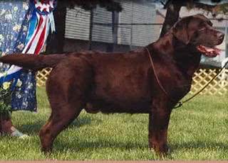 拉布拉多犬你了解多少?纯种拉拉是什么样的?