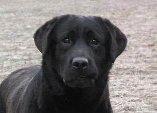 拉布拉多犬你了解多少?纯种拉拉是什么样的?