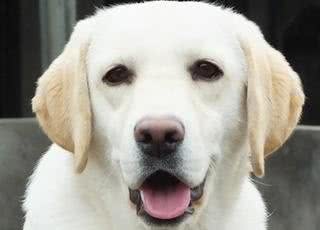 拉布拉多犬你了解多少?纯种拉拉是什么样的?