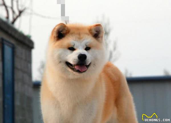 狗的智商排名，看看你家狗狗排第几