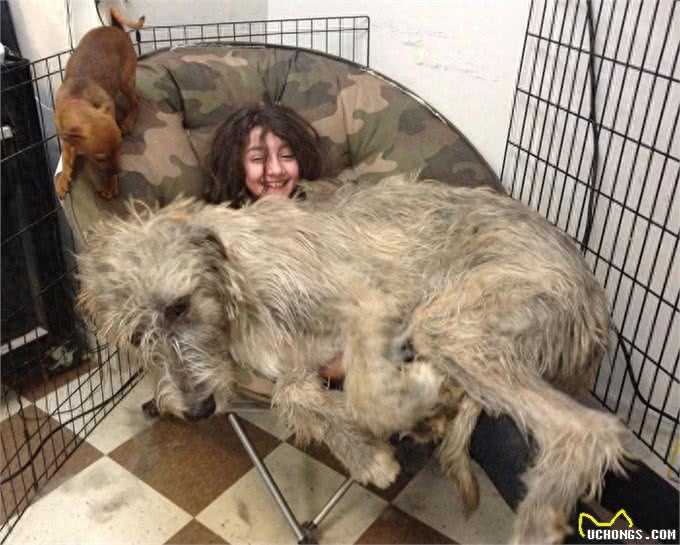 养小狗的主人不懂，被大型犬坐一下是什么感受：一口老血喷出来