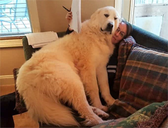 养小狗的主人不懂，被大型犬坐一下是什么感受：一口老血喷出来