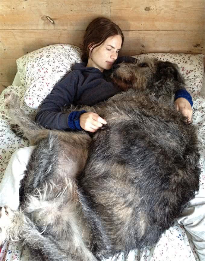 养小狗的主人不懂，被大型犬坐一下是什么感受：一口老血喷出来