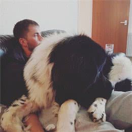 养小狗的主人不懂，被大型犬坐一下是什么感受：一口老血喷出来