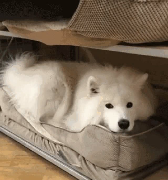 上床睡，在狗狗内心，原来有这些含义
