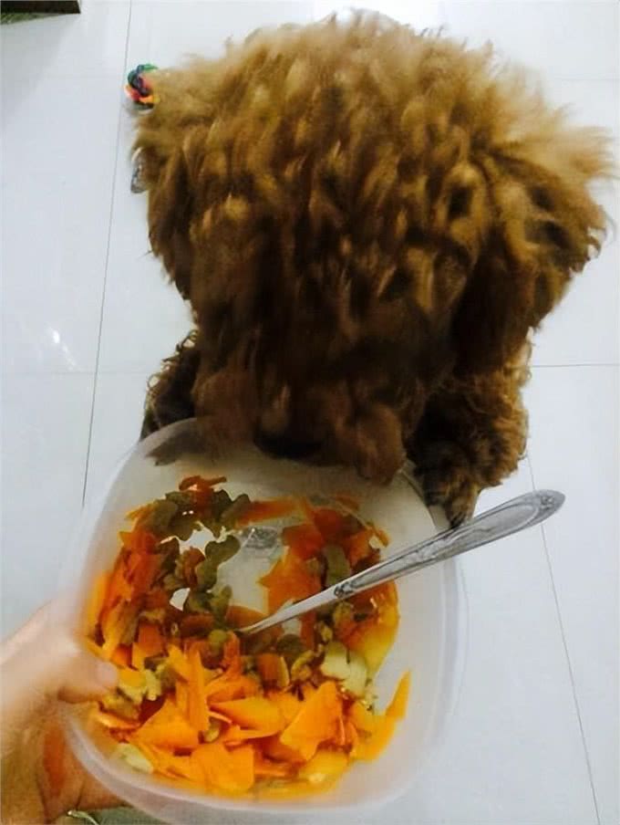 狗狗饮食需谨慎，除了狗粮外，以下5种食物也可以给狗狗吃