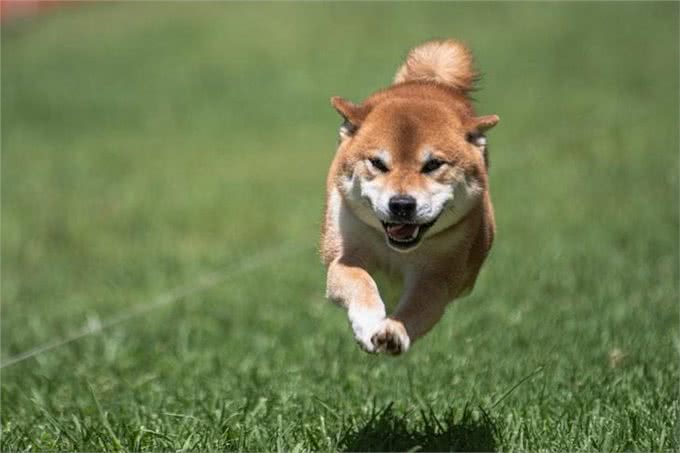 柴犬是什么犬种?柴犬有什么优缺点?