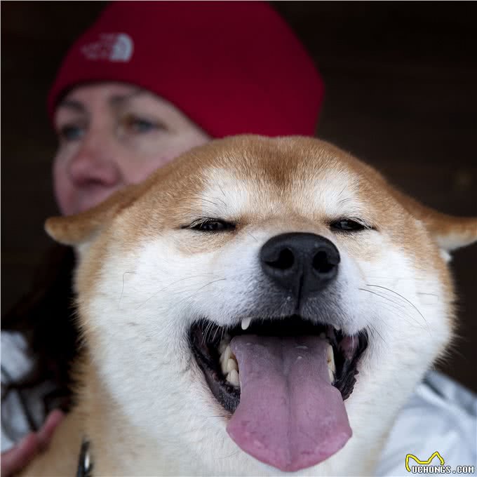 柴犬是什么犬种?柴犬有什么优缺点?