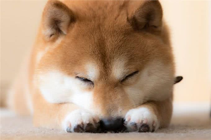 柴犬是什么犬种?柴犬有什么优缺点?