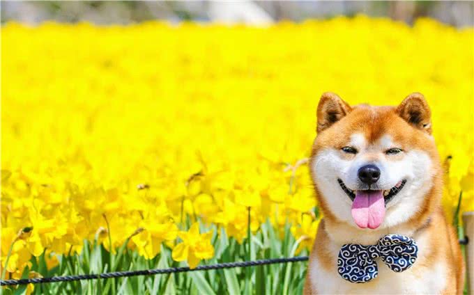 柴犬是什么犬种?柴犬有什么优缺点?