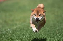 柴犬是什么犬种?柴犬有什么优缺点?