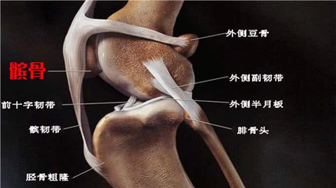 让狗仅用后腿站立走路的方法教给您，但伤害大需要注意几点