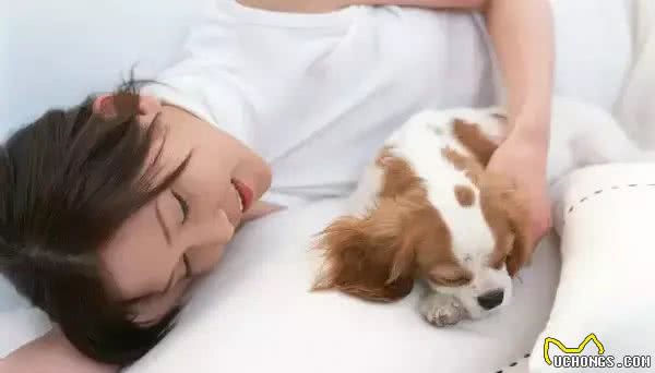 狗狗睡觉的N种姿势揭示它们有多信任你