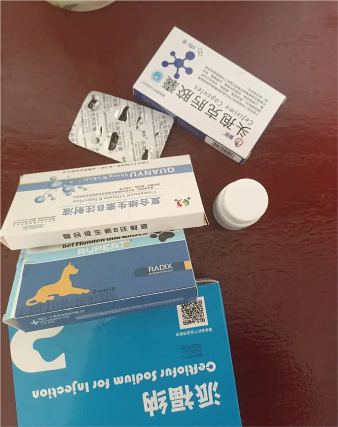 昨天早上开始，母狗开始呕吐不停