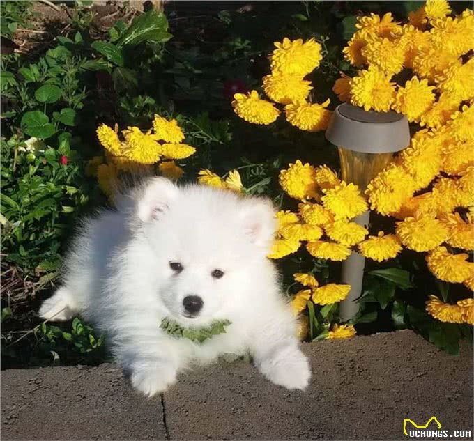 雪白雪白的爱斯基摩犬，要被这个治愈系毛球萌哭了!