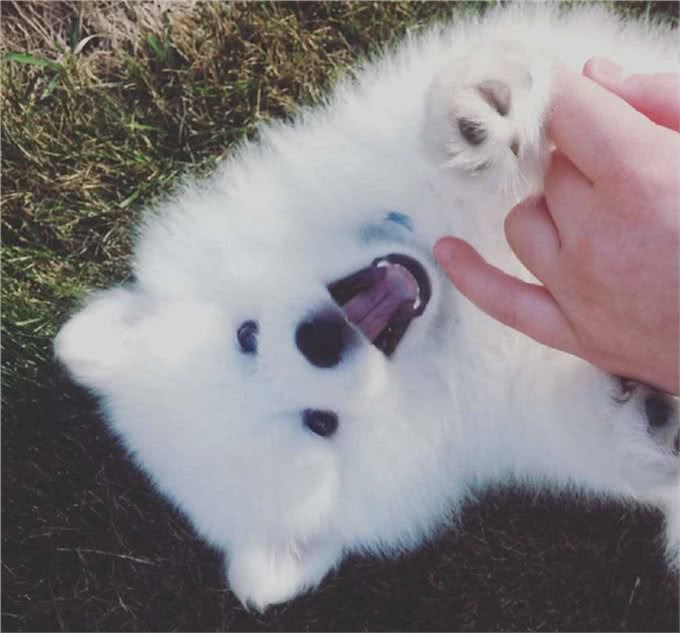 雪白雪白的爱斯基摩犬，要被这个治愈系毛球萌哭了!