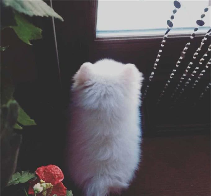 雪白雪白的爱斯基摩犬，要被这个治愈系毛球萌哭了!