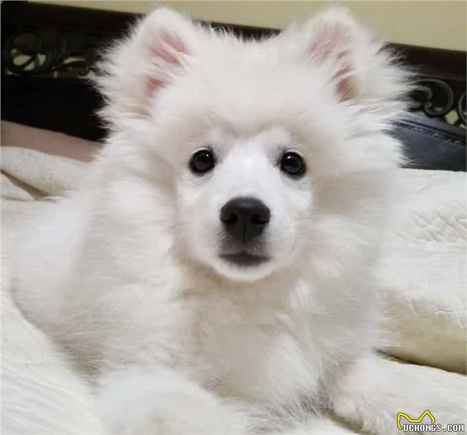 雪白雪白的爱斯基摩犬，要被这个治愈系毛球萌哭了!