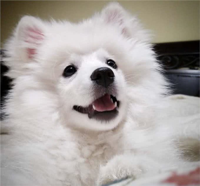 雪白雪白的爱斯基摩犬，要被这个治愈系毛球萌哭了!