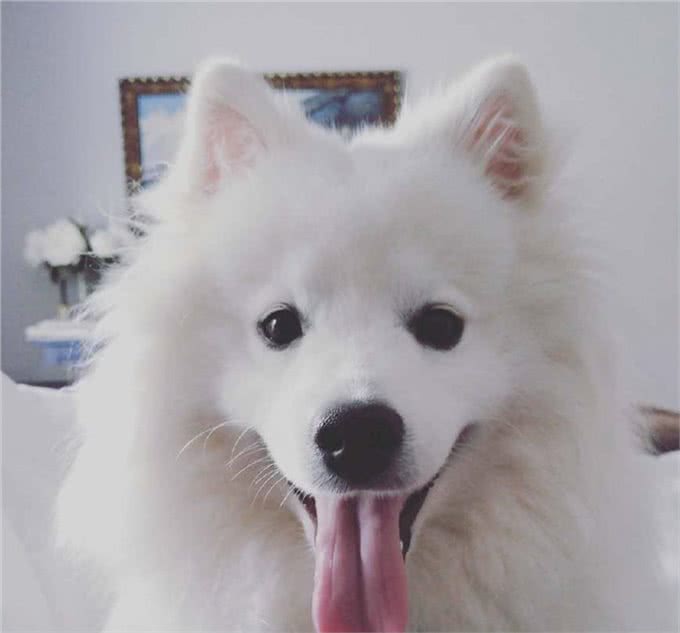 雪白雪白的爱斯基摩犬，要被这个治愈系毛球萌哭了!